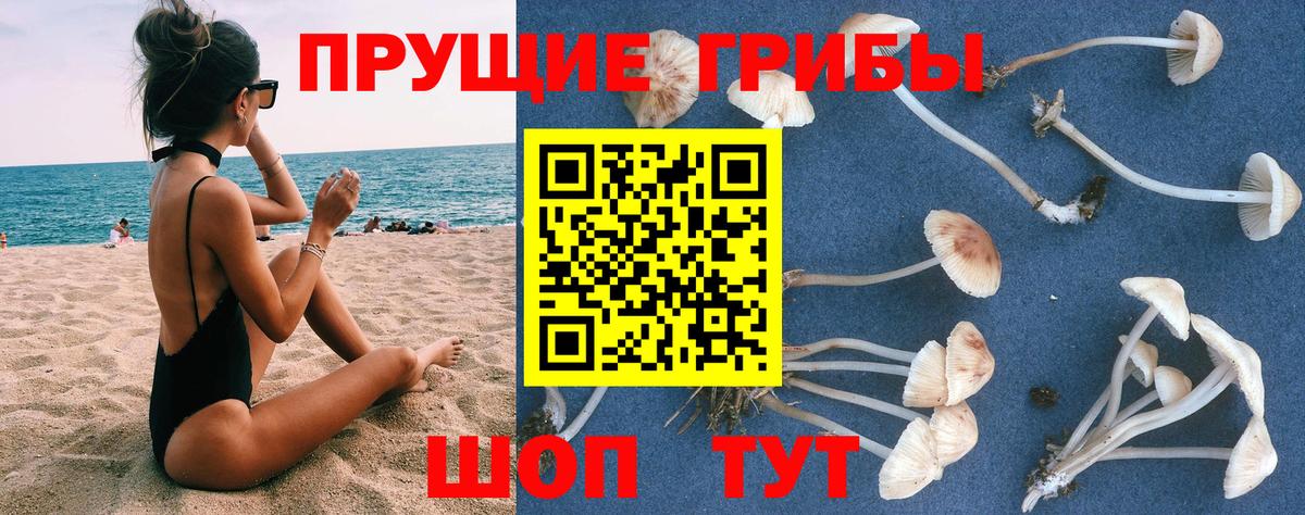 Галлюциногенные грибы Psilocybe Назрань